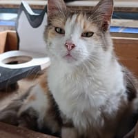 URSIKA, chatte à adopter