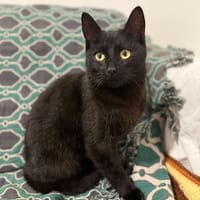 yoru, chat à adopter