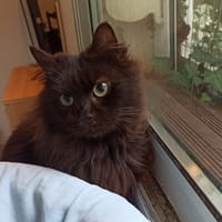 Vanina Sauvagnon 17, chatte à adopter