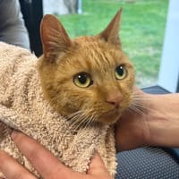 Palawan Sauvagnon 22, chat à adopter