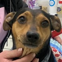 NADIA, chienne à adopter