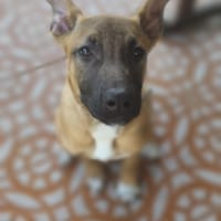 KEVIN, chien à adopter