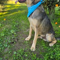 ZEUS, chien à adopter