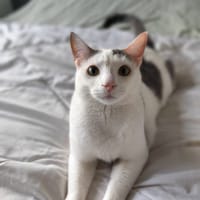 Souris, chat à adopter