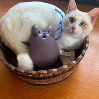 FREYA, chatte à adopter