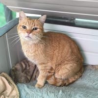 RUBIA, chatte à adopter