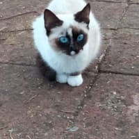 GERSEMI, chatte à adopter