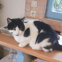 Chat d'Eau, chat à adopter