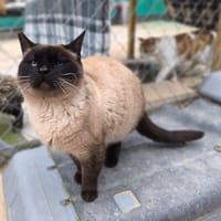 SIAM, chatte à adopter