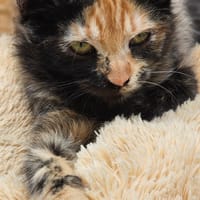 ELFI, chatte à adopter