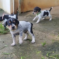 Asko, le plus beau, chien à adopter