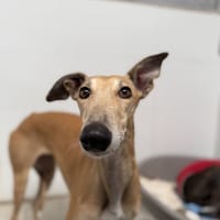 BELEN, chienne à adopter