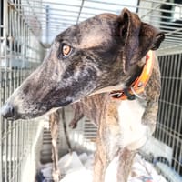 ELLIOT, chienne à adopter