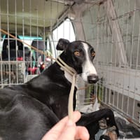 FITO, chien à adopter