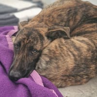 PANETTONE, chien à adopter