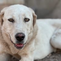 ROCA (Puertollano), chienne à adopter