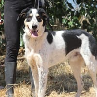 TORBELLINO (Puertollano), chien à adopter