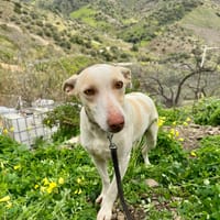 TOFFI ( Los Reyes), chien à adopter