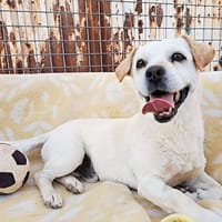 CODY (Animalcazar), chien à adopter