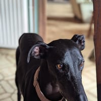 LUMI (France), chien à adopter