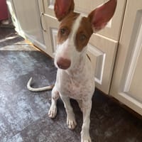 ATIS (en France), chien à adopter