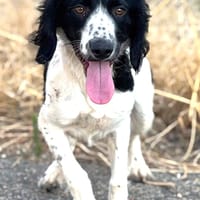 DOMINO (Puertollano), chien à adopter