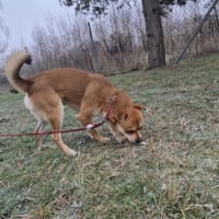 Bucky, pies do adopcji