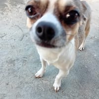 TCHOUPI , Mâle CHIHUAHUA fauve charbonné et blanc, chien à adopter