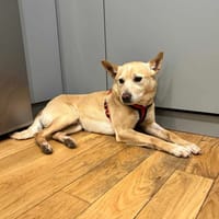 Muffin, pies do adopcji