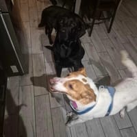 Lucy, suczka do adopcji