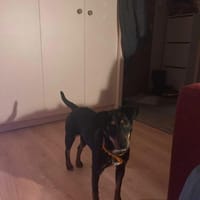 Rosa, suczka do adopcji