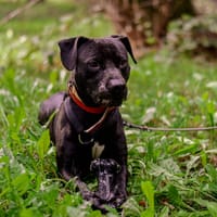 Axel, pies do adopcji