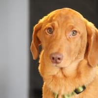 Ilvino sucht liebevolle Familie..., Hund zur Adoption