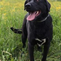 In Melle kannst du tollen Yarik kennenle, Hund zur Adoption