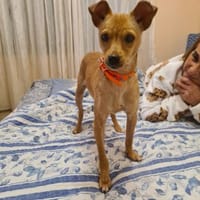 kleine zierliche Momo - Kuschelplatz, Hündin zur Adoption