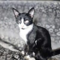 Kleiner Emil sucht sein Zuhause, Kater zur Adoption