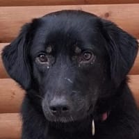 MARIA-zauberhafte,süße Hündin,43 cm, Hündin zur Adoption