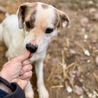 Tofu Mix Hündin ca.1,7Jahre alt in 72820, Hündin zur Adoption