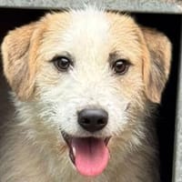 MARLON-wunderschöner Rüde, 54 cm, Hund zur Adoption