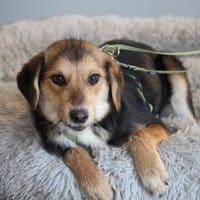 Dandy unser Herzensbrecher..., Hund zur Adoption