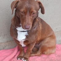 Rita - kleine Hündin im besten Alter, Hündin zur Adoption