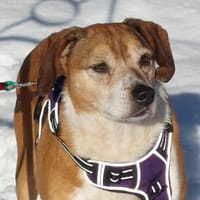 Traumhündin Cheeta auf PS in 96193, Hündin zur Adoption