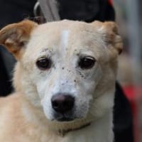 Geona - sehr lieb u. verschmust, Hündin zur Adoption