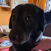 Notfellchen SHADOWin 69198 Schriesheim, Hund zur Adoption