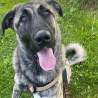 Hubert hat viel Liebe zu verschenken, Hund zur Adoption