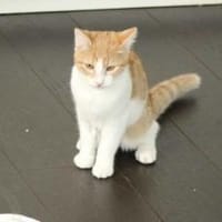 Maui sucht seine Familie, Kater zur Adoption