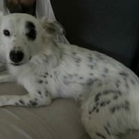 Treuer Charlie🌺 sucht liebevolles Heim, Hund zur Adoption