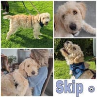 SKIP * mag mit Wohnmobil in die Natur <3, Hund zur Adoption