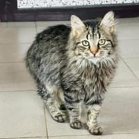 Fridolin, m., kastr., EHK, Kater zur Adoption