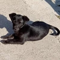 Sirma sucht ihr Zuhause, Hündin zur Adoption